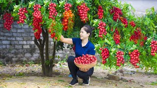 How To Harvest Red Wampee amp Goes To Market Sell  Harvesting And Cooking  Lý Song Ca [upl. by Eenel]