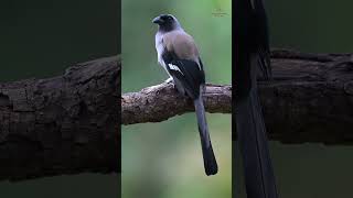 Grey Treepie viralreels viralshorts viralvideos birding trendingreels naturelovers birds [upl. by Ellecram925]