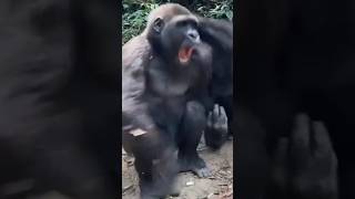 Fight between two chimpschimpanzee [upl. by Newcomer]