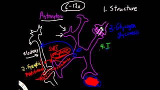 Physiology of Astrocytes [upl. by Ysnat]