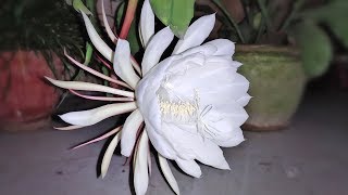 ब्रह्म कमल  Brahma kamal blooming Night queen  23 aug 2019 Krishna Janmashtami  krishna kamal [upl. by Llednov]