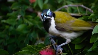 Bluefaced Honeyeater Video 1 [upl. by Nodnarb718]