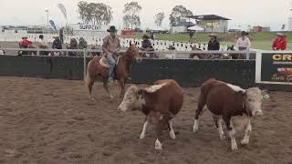 Willinga at Juandah Plains Campdraft Day 3  Session 1 [upl. by Eirrol]