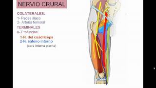 INERVACION DE MIEMBRO INFERIOR 4 [upl. by Ondrea]