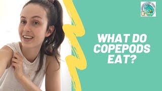 What do Copepods eat [upl. by Ellehcil]