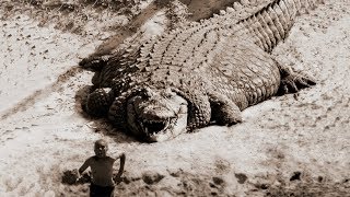 TOP 10 BIGGEST CROCODILES In The World [upl. by Anuayek]