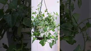 Best Low Light Hanging Houseplants for Your Home lowlightplants [upl. by Jarl]