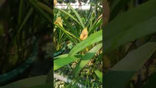 Oncidium trin egert orchidworld orchidsgarden orchidgarden nature [upl. by Dygal]