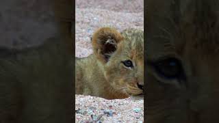 Lovely Moments of Adorable Lion Cub 🦁 😍 📹 [upl. by Scherle614]