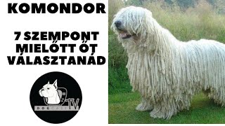 Mielőtt kutyát vennél  KOMONDOR  7 fontos szempont mielőtt őt választanád DogCast TV [upl. by Eedolem]