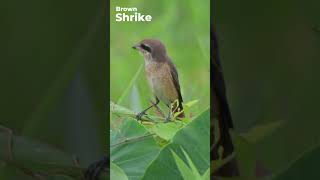 Brown shrike  Lanius cristatus  Western Ghats  Nikon Z6III  180 600 zoom Lens [upl. by Kevina]