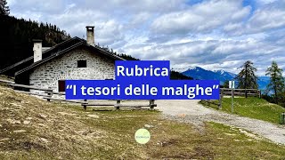 Scopriamo insieme i segreti delle malghe trentine ⛰️ [upl. by Noneek]