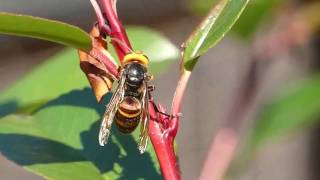 Hornets Licking Tree Sap of Photinia Hedge コガタスズメバチ♀がレッドロビン生垣の樹液を吸汁 [upl. by Attenej]