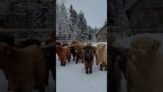 Highland Cattle Winter Parade shorts [upl. by Elik]