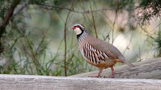 Redlegged Partridge [upl. by Cofsky]