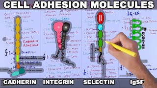 Cell Adhesion Molecules  Structure and Types [upl. by Wilfrid389]