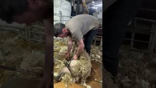 Spanish Shearers Learning with Robbie Hislop [upl. by Annasor]