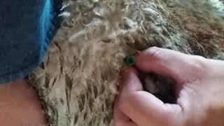 How to treat Acute Bloat in ruminants practical emergency [upl. by Mordy]