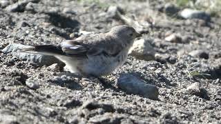 Blackwinged Snowfinch juvenile [upl. by Vipul884]