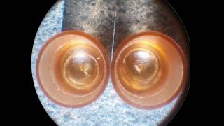 Queen Bee Larvae and egg side by side using nicot cell cups [upl. by Einhapets]