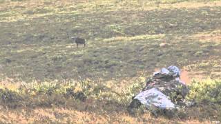 Into High Country  Alaskas Barren Ground Caribou [upl. by Helsa]