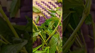 Egyptian Spinach Molokhia  Jute Mallowmultipurpose fast growing plant full ofnutrients shorts [upl. by Isewk326]