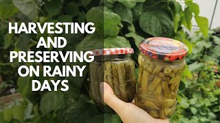 Harvesting and Preserving on Rainy Days  Brining Method  Canning Grape Leaves and Green Beans [upl. by Irok268]