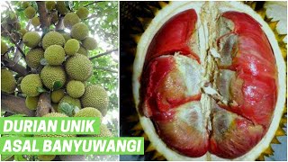 Durian Unik Asal Banyuwangi  Ini 5 Keistimewaan Durian Merah [upl. by Yraillih]