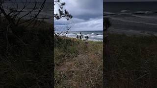 Strand  Wald  Neuendorf auf der Insel Hiddensee  13092024 beach nature travel forest art [upl. by Allimac757]