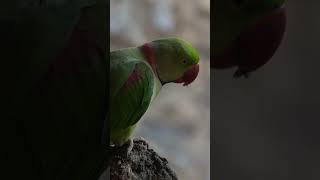 Parakeet eating seeds shorts wildlife [upl. by Ilyk]