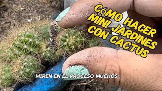 Mini jardines con cactus transplante de espinosos [upl. by Alleiram]