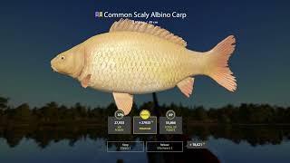 carp spot  albino  Amber Lake  Russian Fishing 4 carpfishing carp [upl. by Chretien]