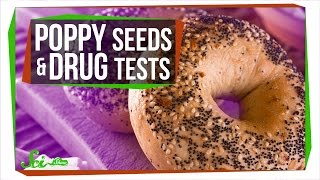 Can Poppy Seeds Make You Fail a Drug Test [upl. by Hillie549]