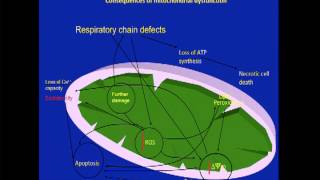 Role of Frataxin and Mitochondrial Dysfunction in Friedreichs Ataxia 1 of 13 [upl. by Jobye]