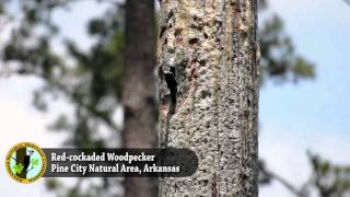 Redcockaded Woodpeckers at Pine City Natural Area [upl. by Brucie]