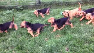 Bloodhound Puppies Chase 7 Weeks Old [upl. by Rogovy165]