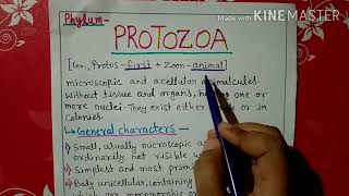 Phylum protozoa characters and classification explained in Hindi [upl. by Burdett142]