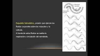 Clado Ecdysozoa Nematodes 2022 [upl. by Bethel]