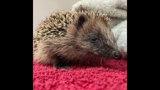 Rescue Hedgehog Deflated by Vet After Ballooning Up to the Size of a Melon Due to Trapped Gas [upl. by Arrek548]