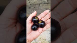 jabuticaba [upl. by Eneg]