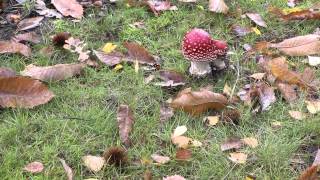 Paddenstoelen in Nederland 03 [upl. by Gudren119]