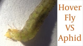 Hover Fly Larvae Devours Aphid in Real Time [upl. by Eimoan]