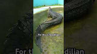 Largest Crocodile ever captured is terrifying… Meet “LoLong” [upl. by Yeldah405]