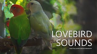 Rosyfaced Lovebirds Call Sounds  RedHead Green Opaline amp Whitehead Pallid Aqua Opaline 2023 [upl. by Dlorrej397]