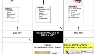 Snakefly Explanation [upl. by Llien492]