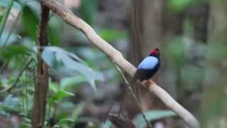 Longtailed Manakin  Chiroxiphia linearis [upl. by Enaile]