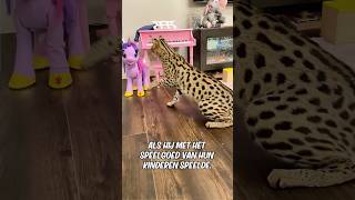 Motorrijder redde een kitten aan de kant van de weg en dit gebeurde er savannah cat [upl. by Yhtommit]