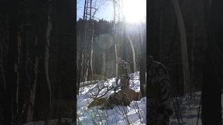 Late season archery bull down My home state of Utah produced again Can’t wait to share elk bow [upl. by Lowell500]