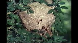 Marty Stouffer’s Wild America Backyard Wildlife VHS Part 22 🐝🐛🦋🪰🦗🐦🕷🐍🐿🐰🦌🦮🐈‍⬛ [upl. by Pelligrini]