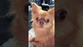 Chihuahua my Love💕 pets dog funnydog [upl. by Lowson]